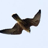 11SB5970 Peregrine Falcon